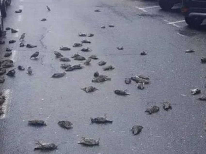 Misterioze: Qindra zogj të ngordhur, bien nga qielli pranë veturave në autostradë