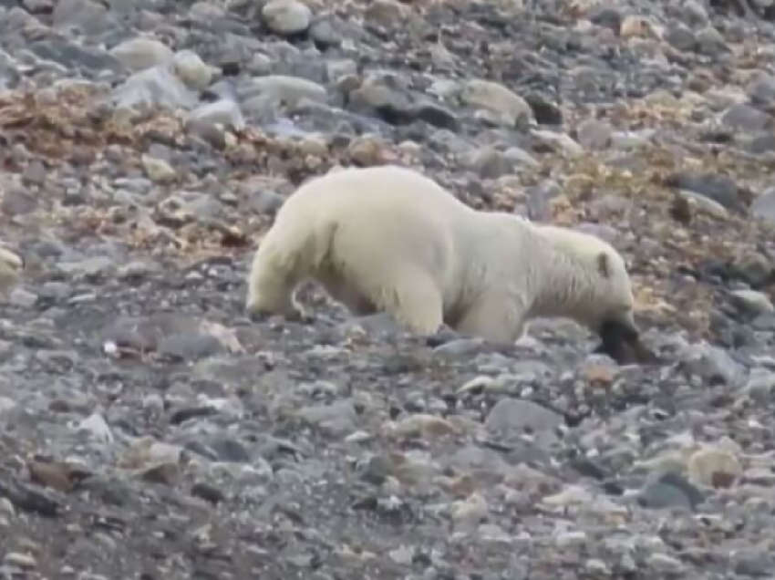 Ariu polar hanë një drerë, shkencëtarët thonë se është provë e ndryshimit të klimës