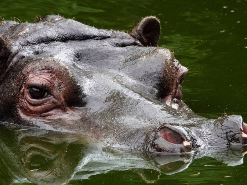 Belgjika mbyll edhe hipopotamët në karantinë, janë të sëmurë me Covid-19