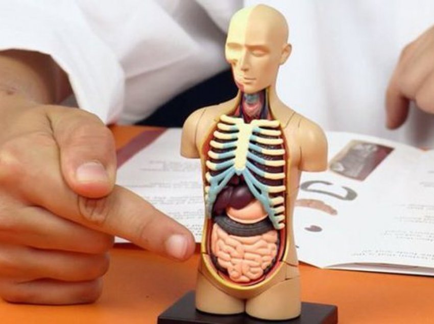 A e dinit që trupi mund të funksionojë normalisht edhe pa këto 7 organe?