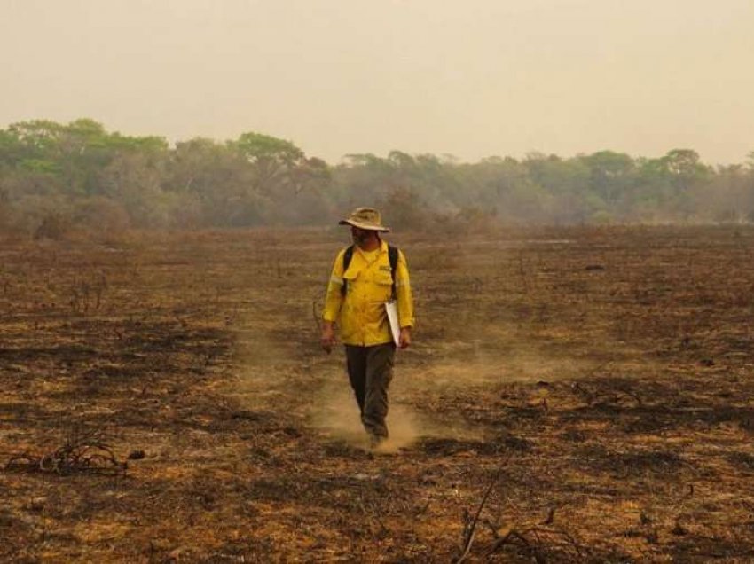 Zjarret mbytën rreth 17 milionë kafshë në 2020 në Brazil