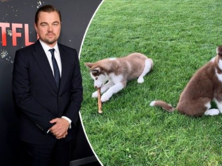 Leonardo DiCaprio hidhet në ujëra të ngrirë për të shpëtuar qentë e tij