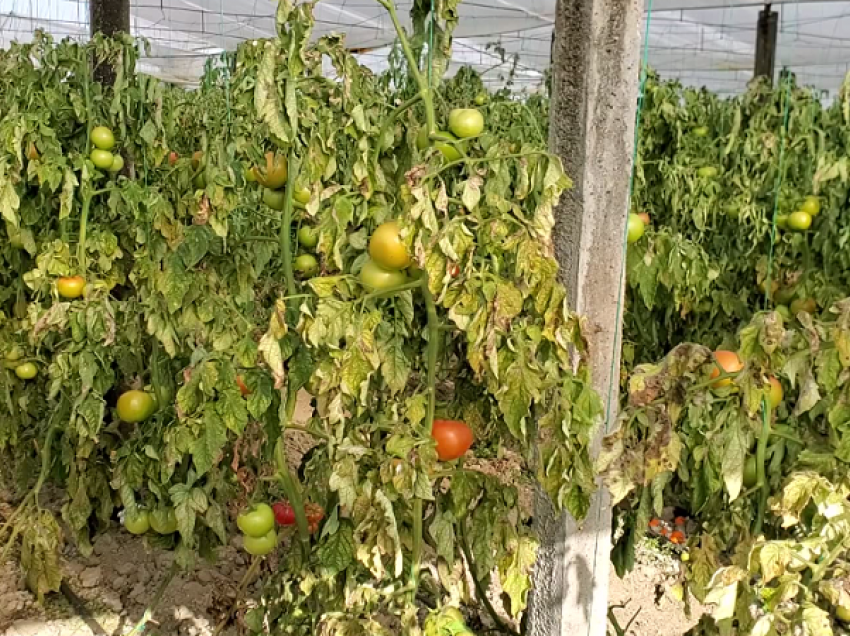 Fermerët: Dështuam me domatet/ Në Roskovec, ankohen se nuk ka treg dhe nuk kanë as mbështetje