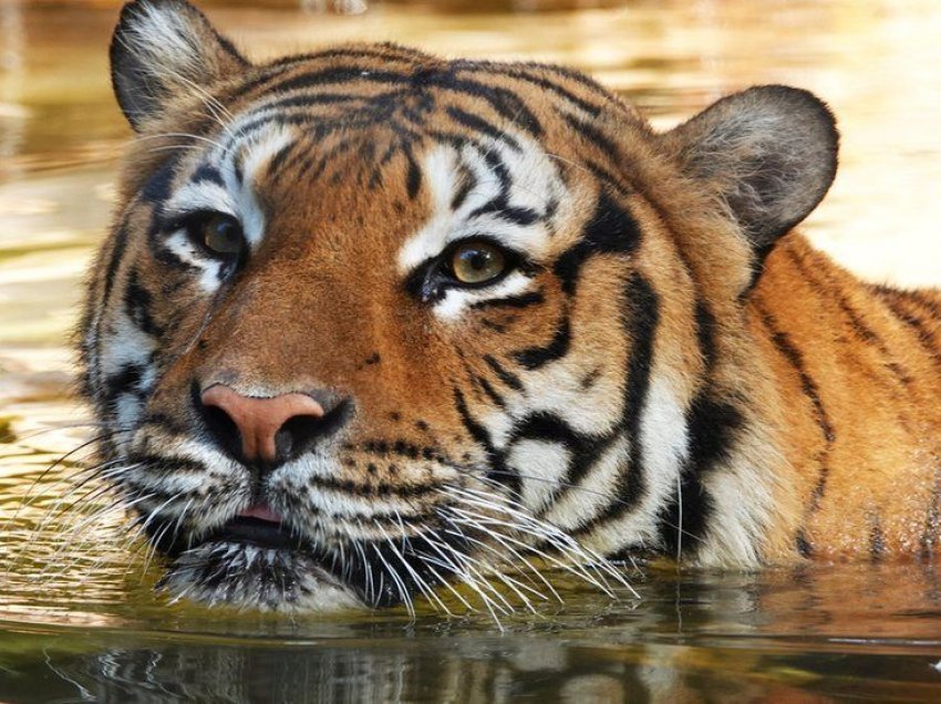 Vritet tigri i kopshtit zoologjik në Florida, kafshoi krahun e pastruesit