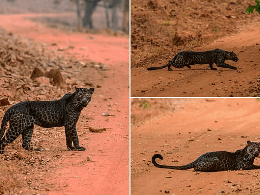 Leopardi i zi super i rrallë shfaqet për herë të parë
