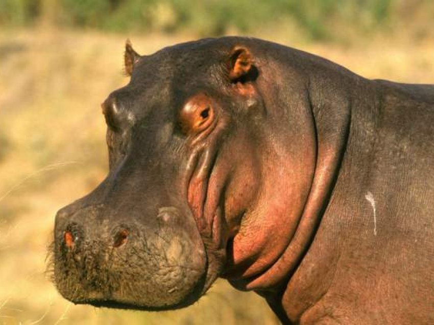 Po kulloste bagëtitë me nipin, hipopotami shtyp pë vdekje 81 vjeçarin