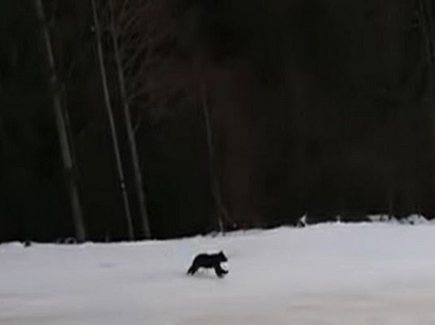 Pamje të mahnitshme: Skiatori shpëton nga ariu