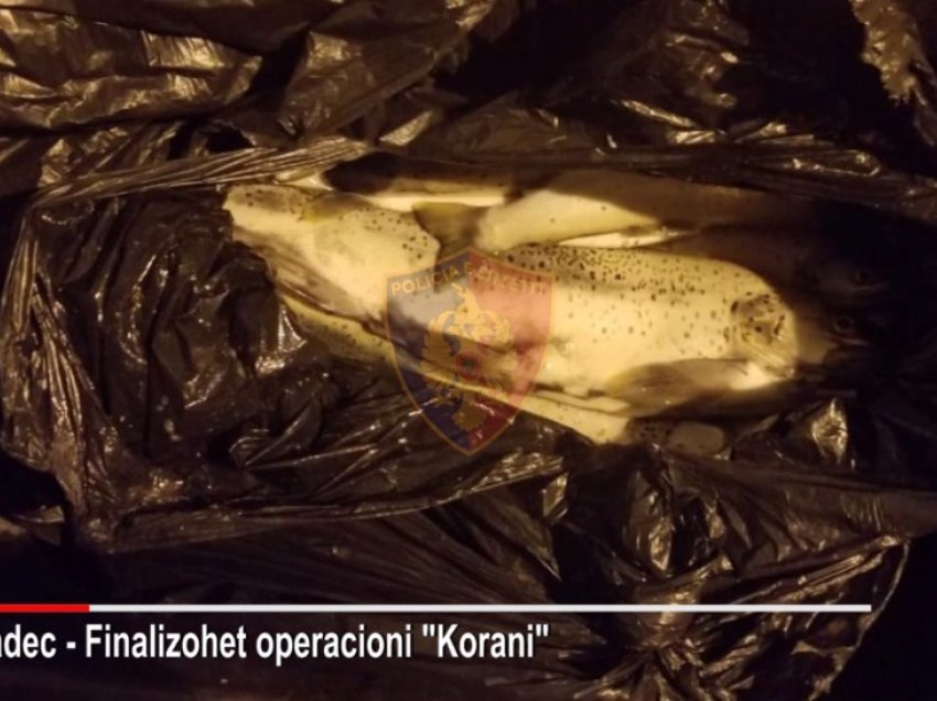 Detyronin peshkatarët të kryenin peshkim të paligjshëm të koranit në Pogradec, arrestohen 3 zyrtarë të Shoqatës së Peshkimit