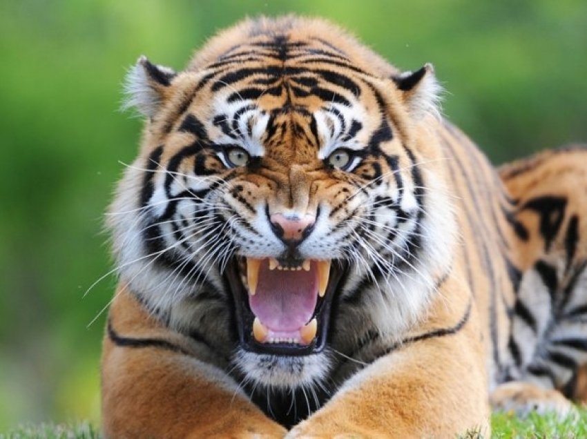 Tigrat i marrin jetën 47-vjeçarit