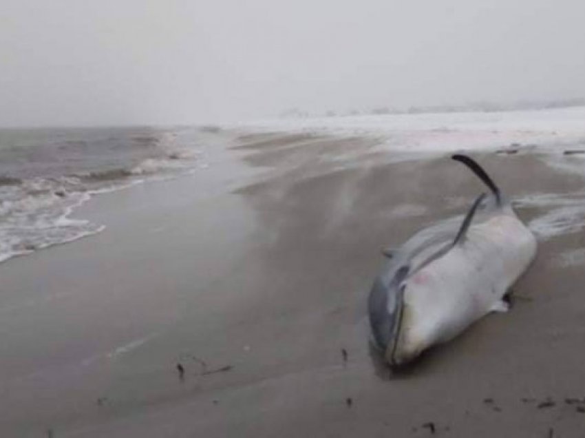 Vec bukurisë, stina e dimrit duket se ka lënë edhe pasoja! Gjenden delfinë të ngordhur në Gjirin e Lalzit