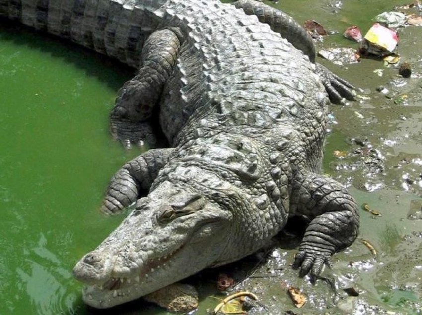 Vritet krokodili i dytë për t'u ekzaminuar nëse ka mbetje njeriu, pas zhdukjes së peshkatarit