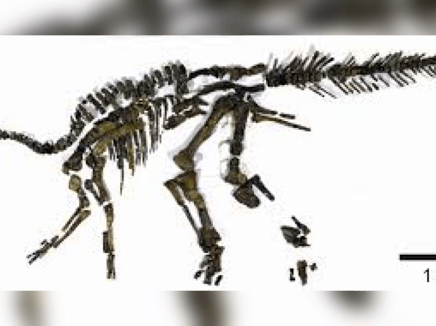 Japoni, zbulohet dinozauri i rrallë/ Ka jetuar 72 milionë vite më parë