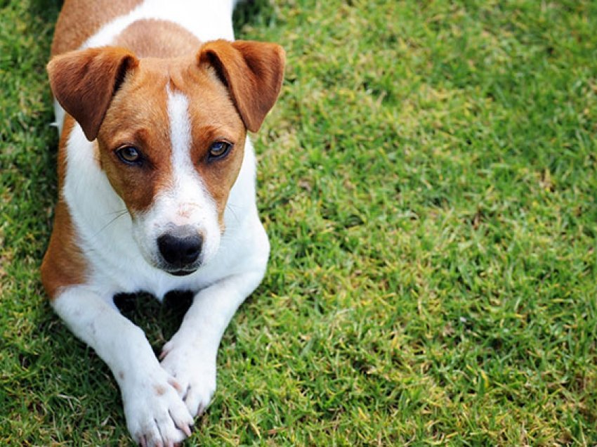 Sa të rrezikuar janë qentë nga alergjitë e stinës