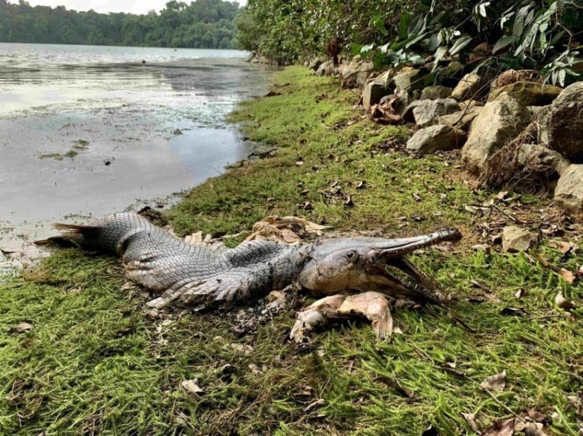 Në Singapor pikaset peshku helmues që ngjan si krokodil