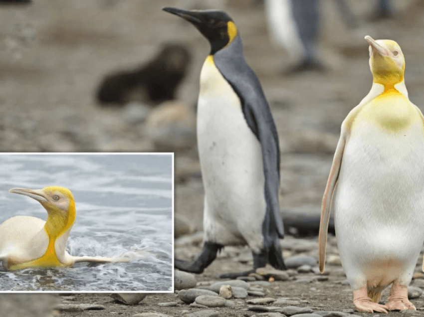 Pinguini i verdhë i panjohur më parë, kapet nga fotografët në Antarktikë