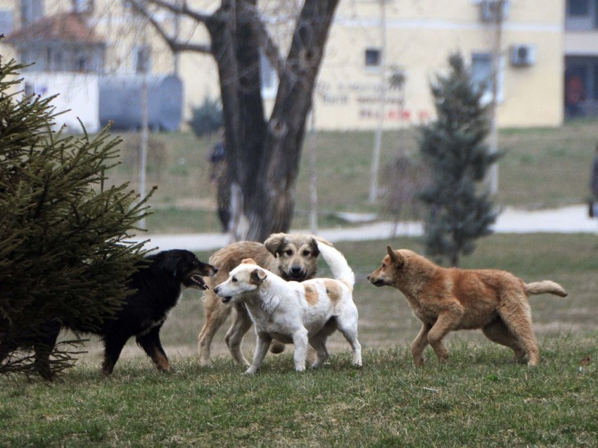 Edhe komuna e Gjakovës hap tender për trajtimin e qenve endacak, në vlerë 50 mijë euro 