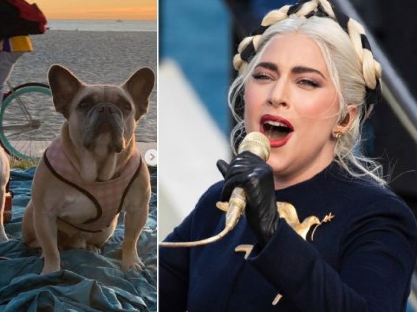 Ofroi 500.000 dollarë, Lady Gagas i kthehen shëndoshë e mirë dy qentë e rrëmbyer