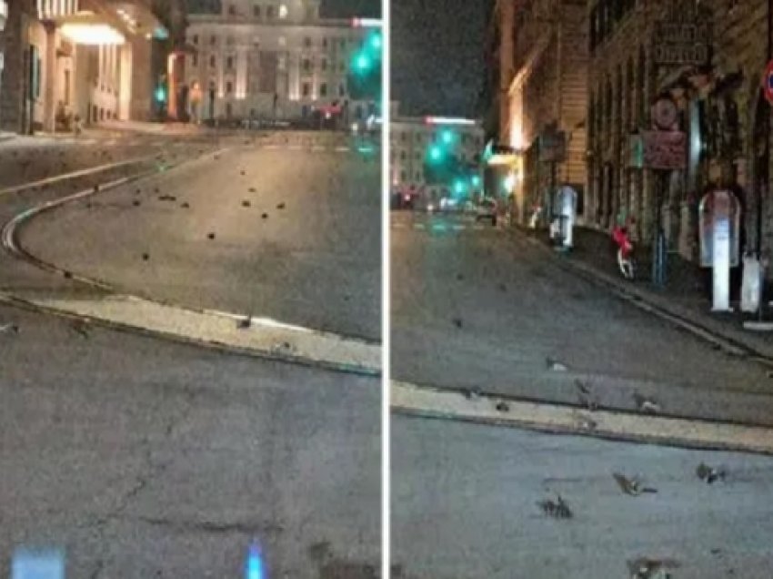 ​Itali: Qindra zogj ngordhin pas fishekzjarrëve të Vitit të Ri - video