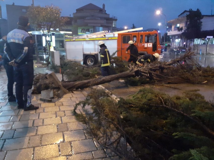 Shi dhe erë/ Mot i keq në Berat, pema rrëzohet në mes të rrugës