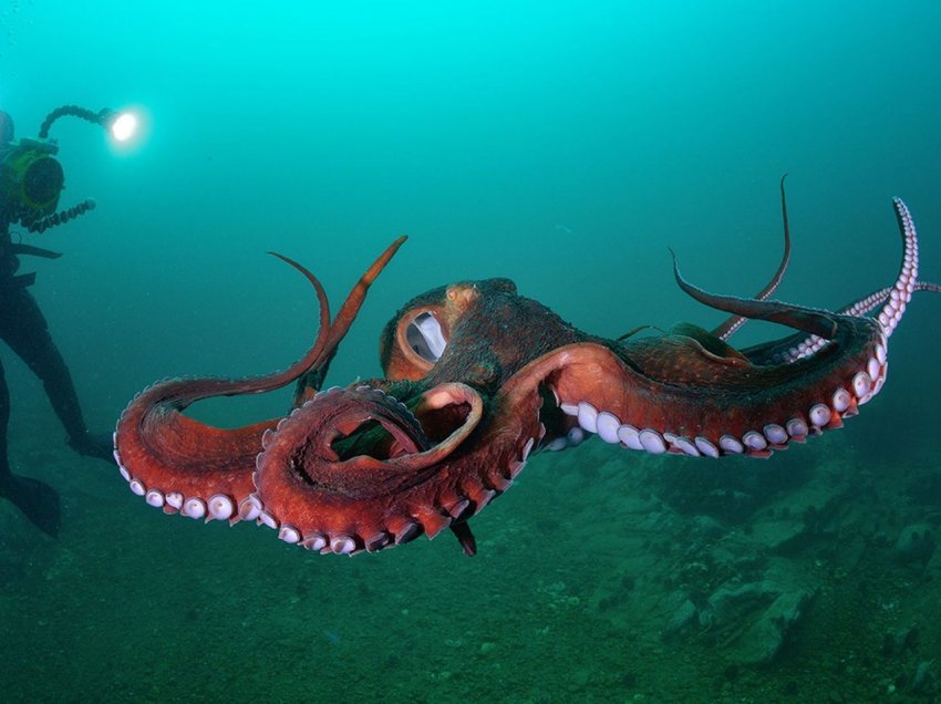 Selfie me speciet më të mëdha të oktapodit në botë