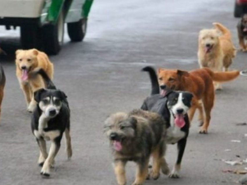 Tetovë, 12 qytetarë të kafshuar nga qentë endacakë