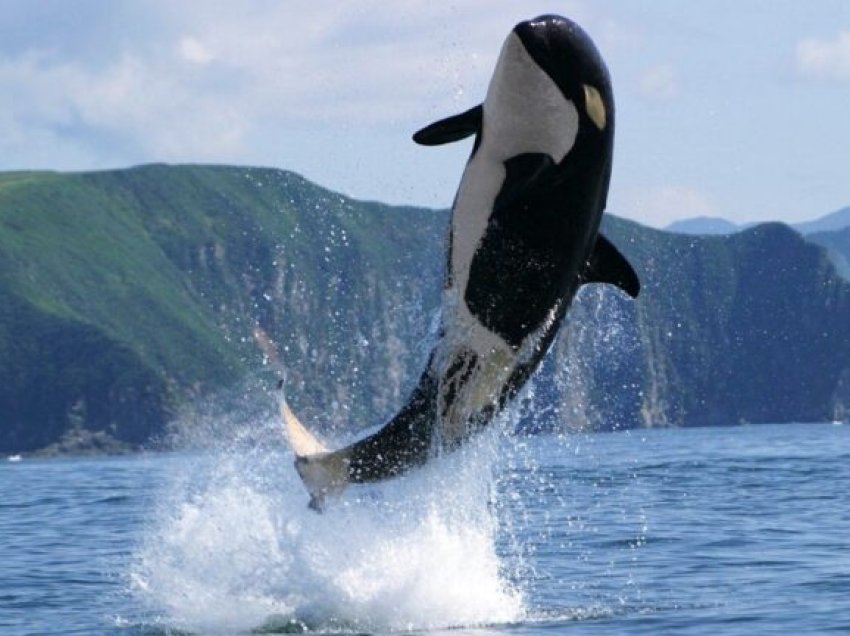 Pse balenat kërcejnë mbi ujë? Këtë nuk e paskemi ditur kurrë