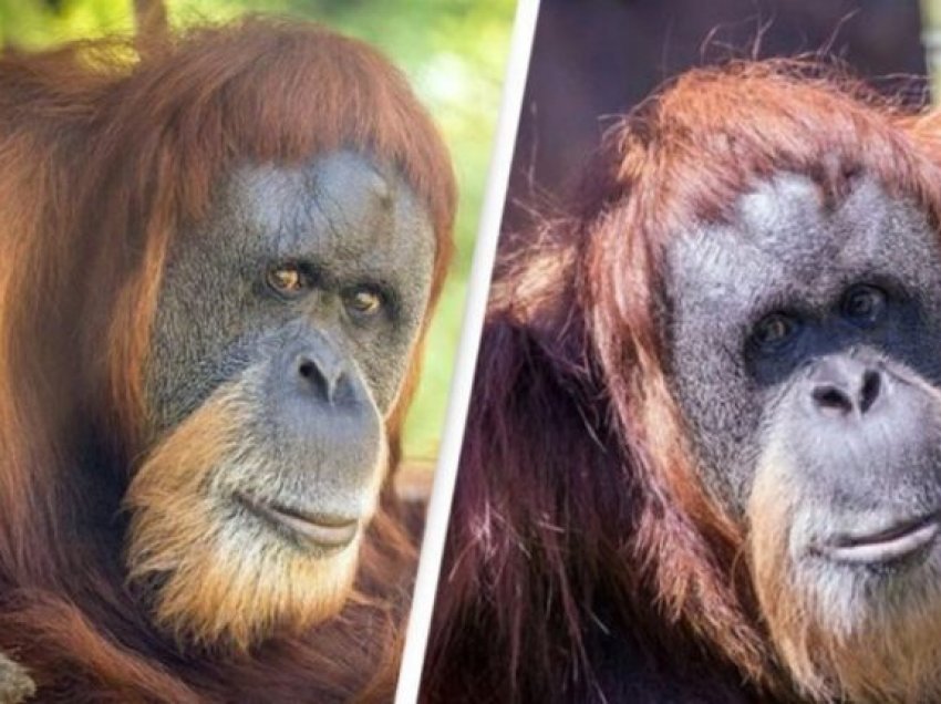 Ngordh në moshë 61-vjeçare, orangutani më i vjetër në botë