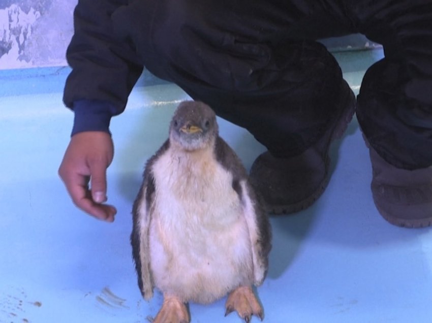 Pinguini antarktik në Meksikë, akuariumi Inbursa mirëpret gjeneratën e pestë Gentoo