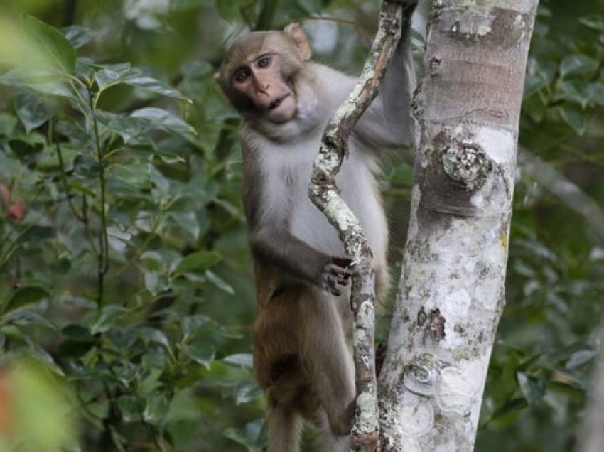 Majmunët vjedhin gjërat personale të turistëve dhe u kërkojnë ushqim për t’ua kthyer