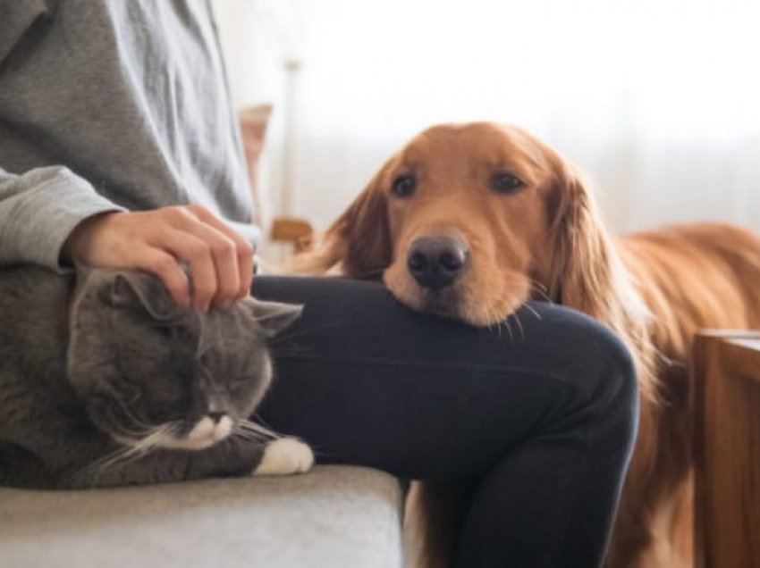 Tri mënyra për të përmirësuar shëndetin e veshkave te qeni ose macja juaj