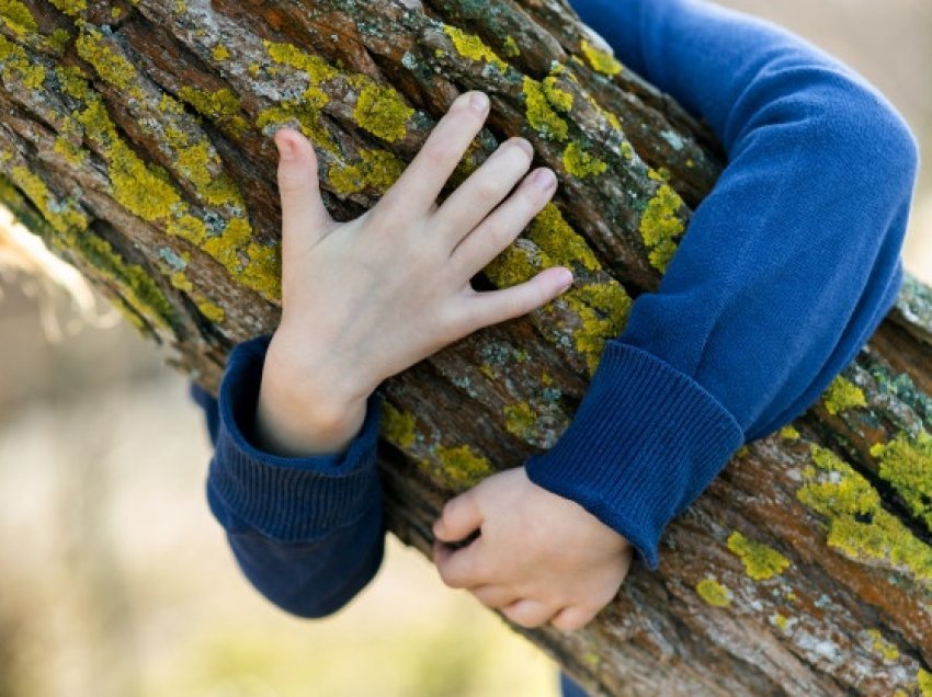 Pse duhet të përqafojmë pemët?/ Këto janë përfitimet sipas studiuesve