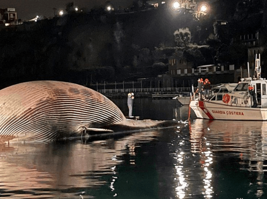 Largohet balena monstruoze që vdiq në portin e Sorrento në Itali 