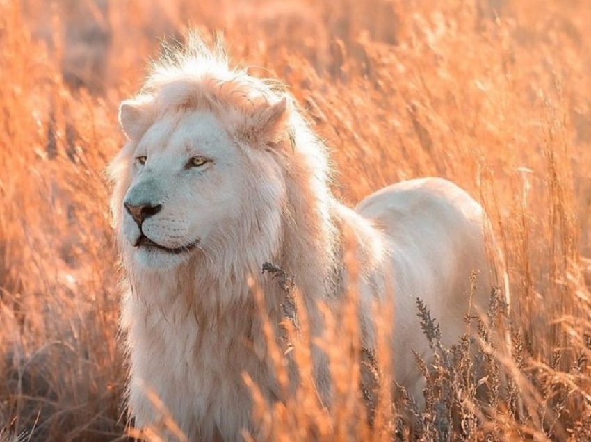 Një fotograf bënë të pavdekshme bukurinë e një luani të bardhë nga çdo kënd