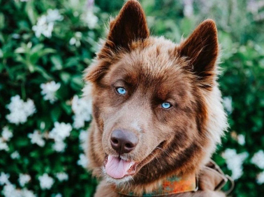 Husky ngjyrë kafe e me sy të kaltër, qeni më i kërkuar në Instagram