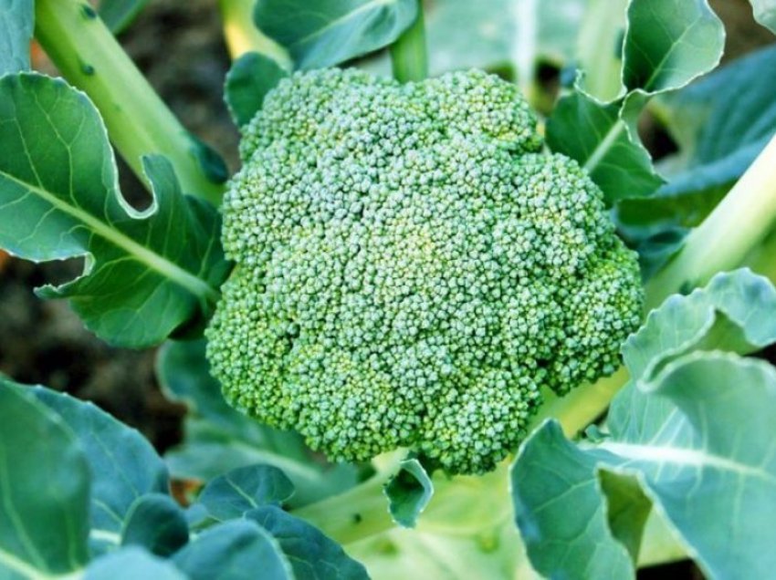 Gjethet e brokolit, barishtet plot vlera që duhet t’i përdorni
