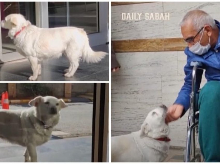 Qeni besnik për një javë e priti pronarin para spitalit, e kthenin në shtëpi – por ai ikte për t’i qëndruar afër burrit që e rriti