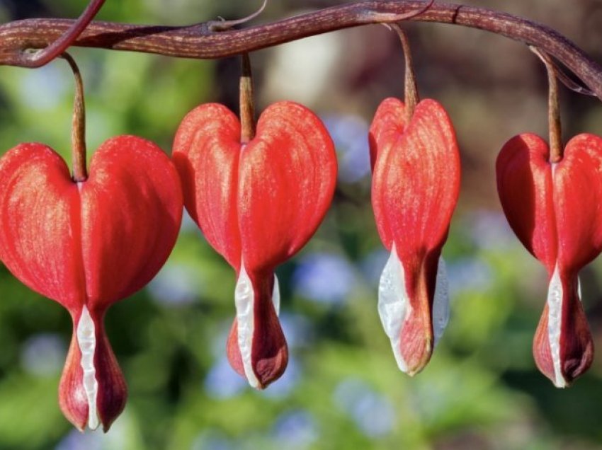 Zemërpikon – Lulja magjike që shëron zemrat dhe mendjet