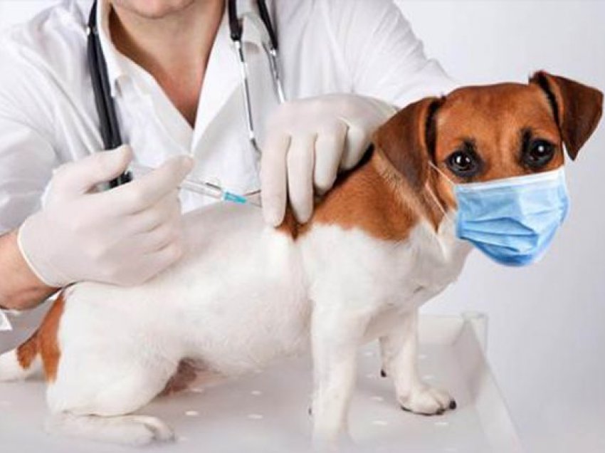 Vaksina anti-covid – Macet dhe qentë do të duhet të vaksinohen gjithashtu