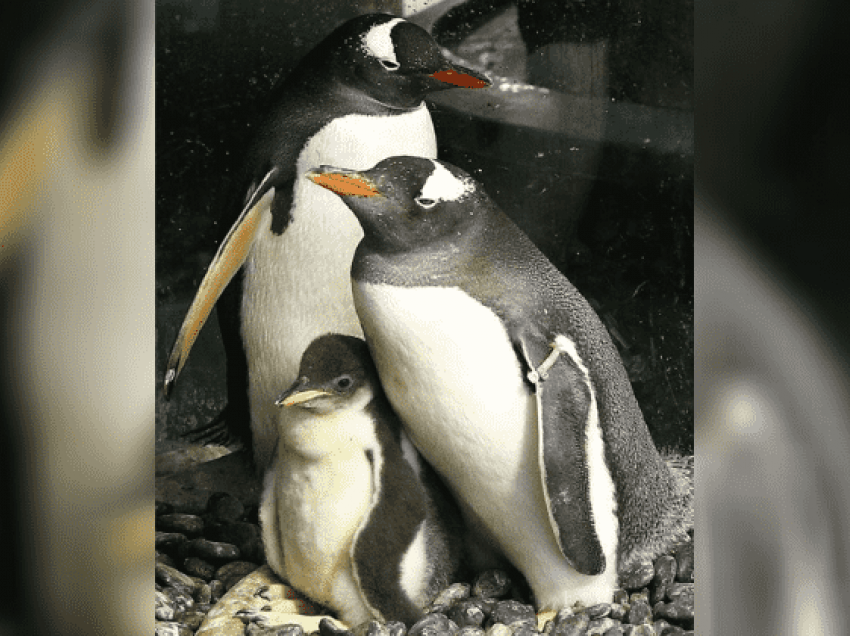 Çifti i famshëm i pinguinëve gay bëhen “prindër” për herë të dytë