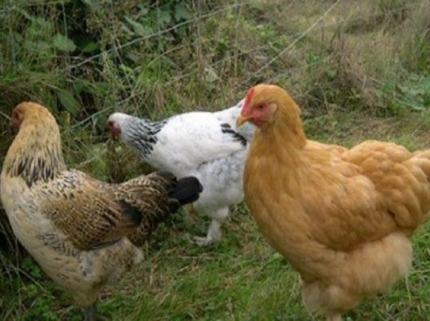 ​Suedia do të shkatërrojë 1.3 milion pula për shkak të gripit të shpendëve