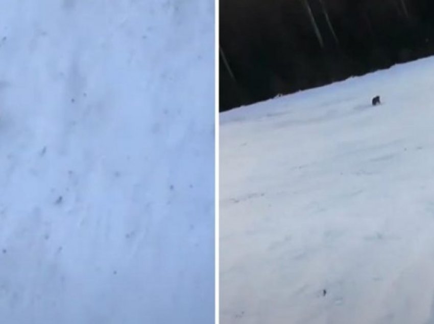 Skiatori rumun lëshohej shtegut duke mos ditur që pas i ishte vënë ariu, e hedh në tokë çantën – ky veprim ia shpëton jetën