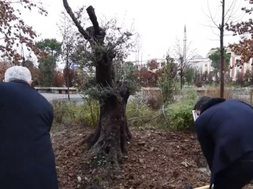 Babai i Klodian Rashës dhe kryebashkiaku mbjellin një pemë ulliri në Tiranë