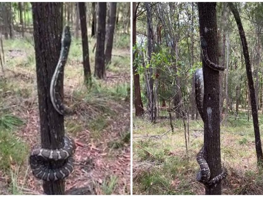 Ngjitet me shpejtësi mbi pemë, pitoni 2.2 metra i gjatë bëhet “hit” në internet