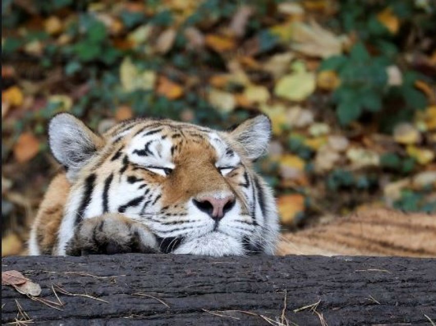 Vritet tigri pasi ishte infektuar me Covid-19, pozitivë edhe 2 luanë
