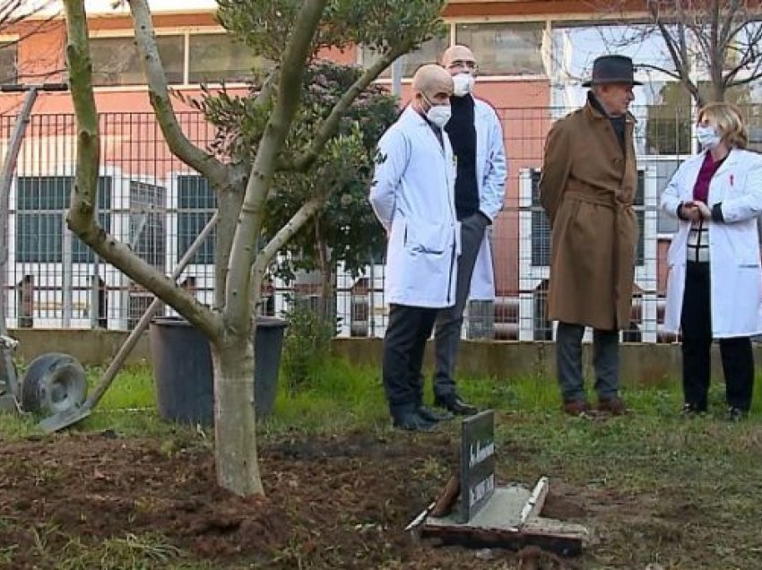 Homazh për mjekët që humbën jetën, kolegët mbjellin një pemë ulliri në oborrin e spitaleve në nder të Drini Dobit