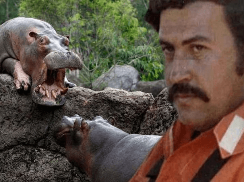 4 hipopotamët e Pablo Escobar janë tashmë 100 në Kolumbi dhe duhet të eliminohen