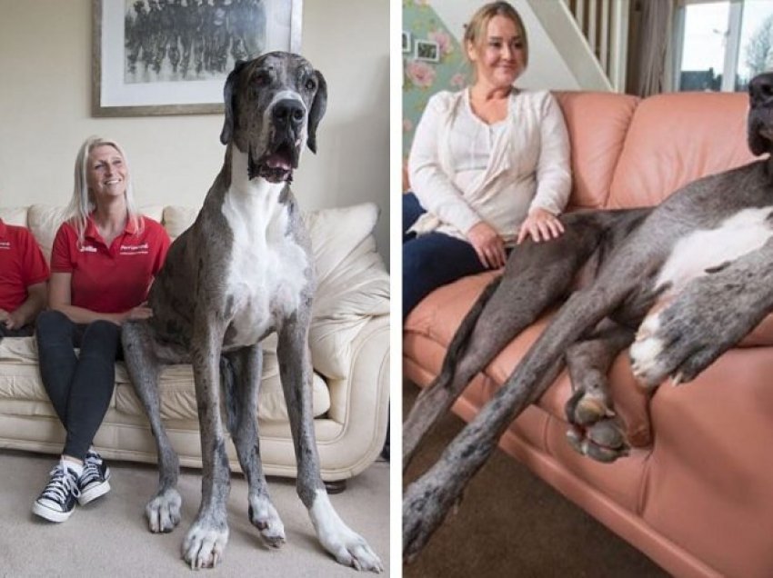 Ngordh qeni më i gjatë në botë