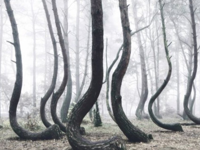 Misteri i “Pyllit të shtrembër” në Poloni: Pse pemët kanë këtë formë?
