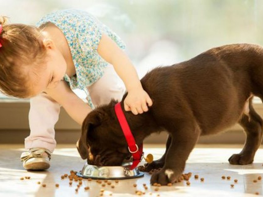 10 rracat më të mira të qenve për shtëpi, që mund t’i lini pa frikë pranë fëmijëve