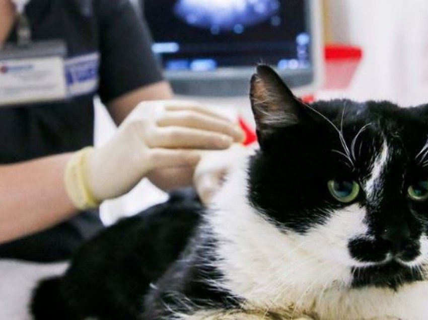 Transmetimi i Covid-19 te kafshët: Nëse jeni infektuar shmangni kontaktin me macet dhe qentë